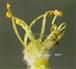 Male Flower-10 stamens